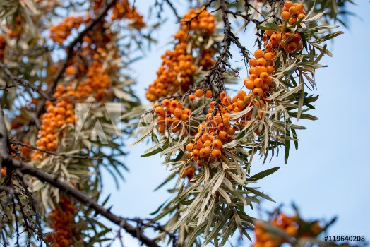 Picture of berries of sea buckthorn on a branch against the blue sky
